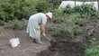 An elderly woman gardener in his garden