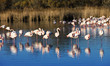 flamants roses