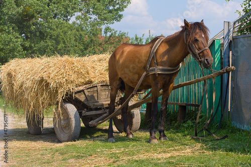 Photo: A chestnut mule harnessed to a traditional hay cart. Ukraine. A chestnut mule harnessed to a traditional hay cart. Ukraine.