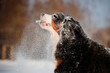 dog catching and licking snow