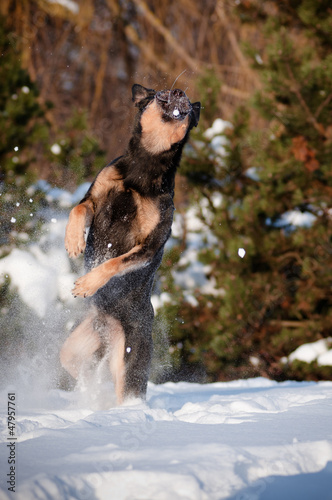 Photo: funny dog jumping and catching snow funny dog jumping and catching snow
