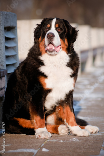 Photo: bern sennenhund dog portrait bern sennenhund dog portrait