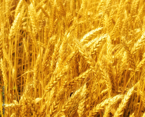 Photo: Yellow grain ready for harvest growing in a farm field Yellow grain ready for harvest growing in a farm field