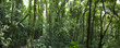 Cloud forest in Costa Rica