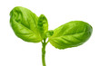 Fresh Basil