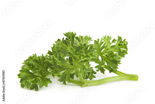 Photo: parsley on white background parsley on white background