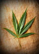 Foto: Cannabis leaf Cannabis leaf