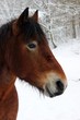 Kaltblutwallach im Schnee