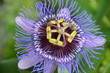 Passiflora incarnata