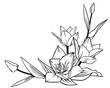 Flowers tulips