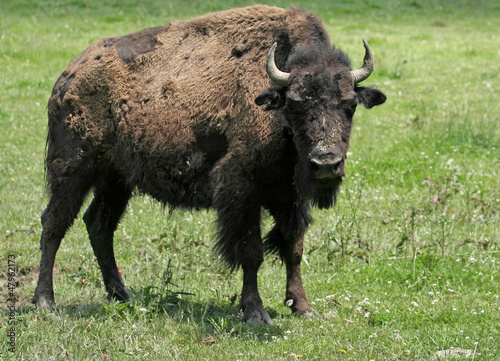 Photo: Young American Bison with Full Attention Young American Bison with Full Attention