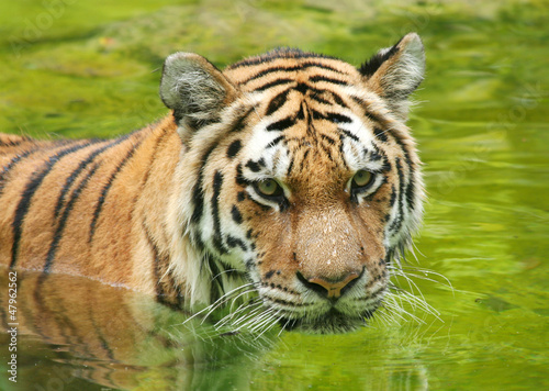 Photo: Amur Tiger in Water Amur Tiger in Water