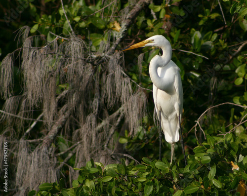 Photo: Great White Egret on The Banyan Tree Great White Egret on The Banyan Tree