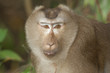 Head of Pig-Tailed Macaque (Monkey at kaoyai NP, Thailand)