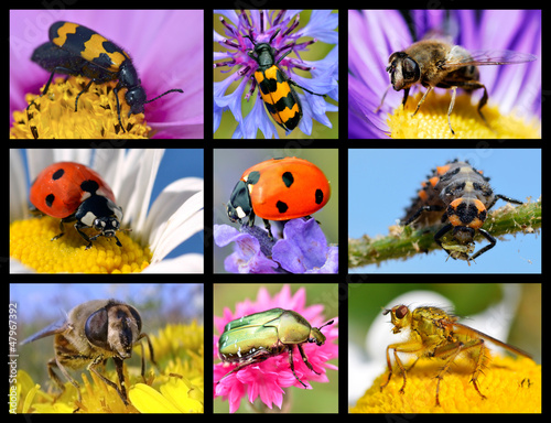 Photo: Nine photos mosaic of insects Nine photos mosaic of insects