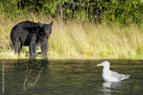 Photo: A black bear looking a seagull in Russian River Alaska A black bear looking a seagull in Russian River Alaska