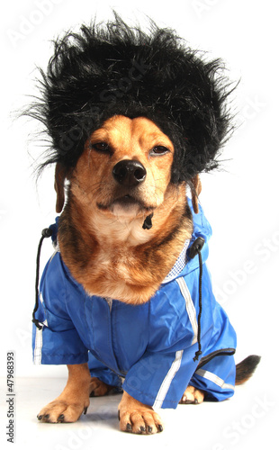 Photo: a dog have long black hair a dog have long black hair