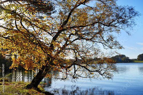 Photo: Talkin Tarn, Brampton, with overhanging tree Talkin Tarn, Brampton, with overhanging tree