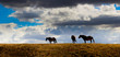 Three horses on the Horizon, Ecuador