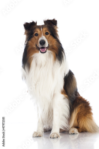 Photo: Shetland Sheepdog - Sheltie Shetland Sheepdog - Sheltie