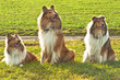 Collies