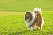 Collie