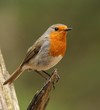 European Robin Erithacus rubecula