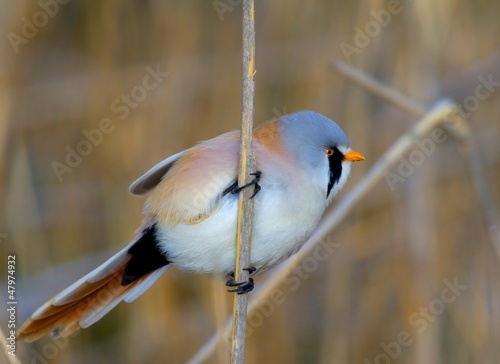 Photo: Bearded Parrotbill Panurus biarmicus Bearded Parrotbill Panurus biarmicus