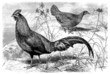 Chikens : Male & Female