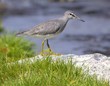 Photo: Grey-tailed Tattler Heteroscelus brevipes Grey-tailed Tattler Heteroscelus brevipes
