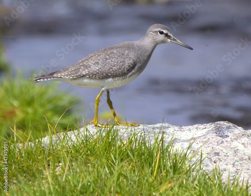 Photo: Grey-tailed Tattler Heteroscelus brevipes Grey-tailed Tattler Heteroscelus brevipes