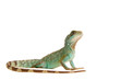 Wasseragame Leguan Eidechse Lizzard Reptil