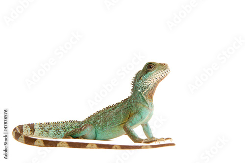 Photo: Wasseragame Leguan Eidechse Lizzard Reptil Wasseragame Leguan Eidechse Lizzard Reptil