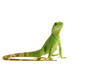 Wasseragame, Eidechse, Lizzard