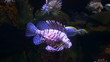 Lionfish