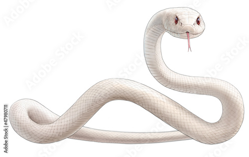 Illustration: 白蛇 白蛇