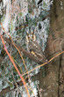 long-eared owl (Asio otus) on branch in winter scene