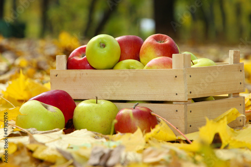 Photo: crate of fresh ripe apples in garden on autumn leaves crate of fresh ripe apples in garden on autumn leaves