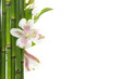 Photo: Border of violet orchid and green bamboo grove Border of violet orchid and green bamboo grove