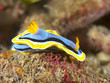 Nudibranch Chromodoris annae