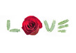 love is a rose