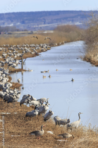 Photo: Common Cranes on field at the river Common Cranes on field at the river