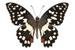 Butterfly species Papilio demoleus " Lemon Butterfly"