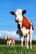 cow and fresh grass