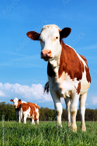 Photo: cow and fresh grass cow and fresh grass