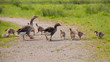 greylag and goslings