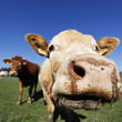 brown cow head