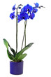 blaue orchidee
