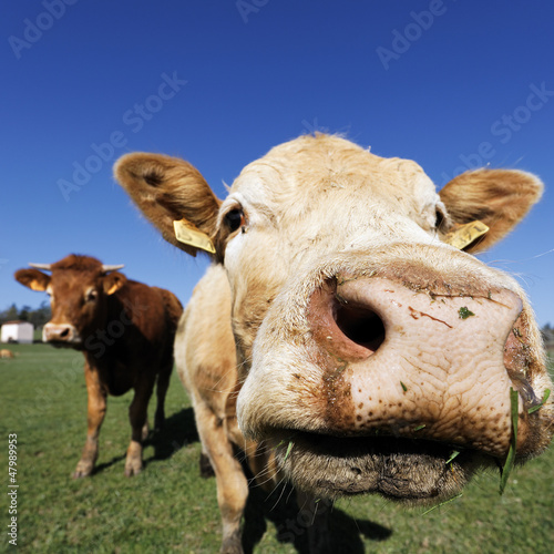Photo: brown cow head brown cow head