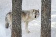 Timber wolf